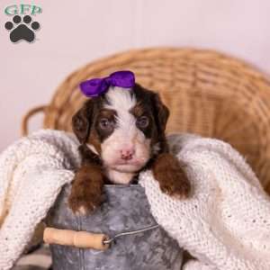 Honey, Bernedoodle Puppy